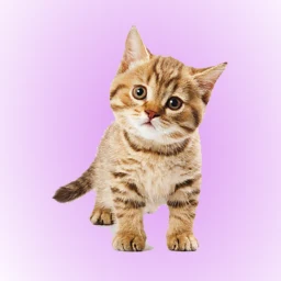 고양이 사운드 보드 아이콘